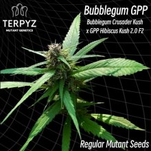 (image for) Bubblegum GPP Regular Seeds
