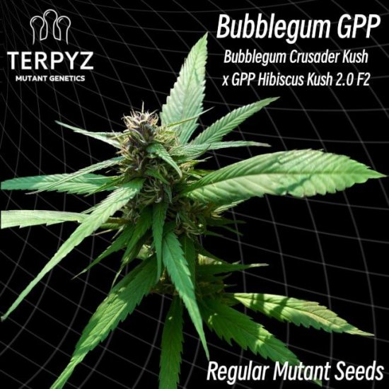 (image for) Bubblegum GPP Regular Seeds