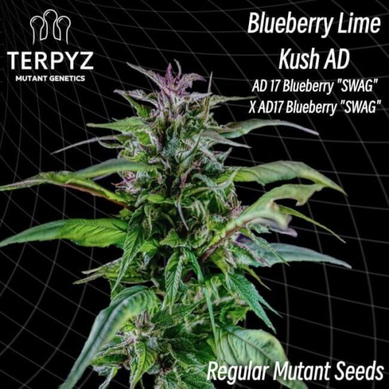 (image for) Blueberry Lime Kush AD Regular Seeds