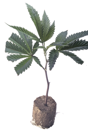 (image for) Blueberry Muffin - Humboldt Seeds Cut - indica