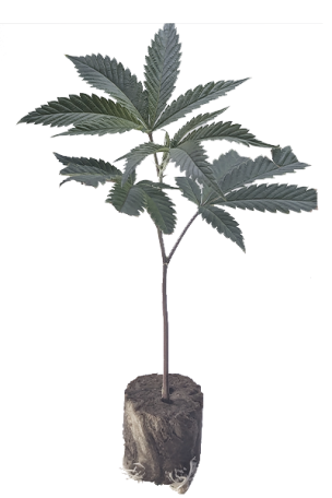 (image for) Ice Cream Cake x Kush Mints - Original Seedjunky Genetics Cut - indica
