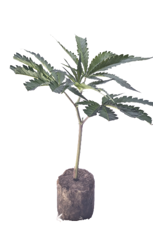 (image for) RS11 - Original DEO Farm's Wizard Trees Cut - hybrid