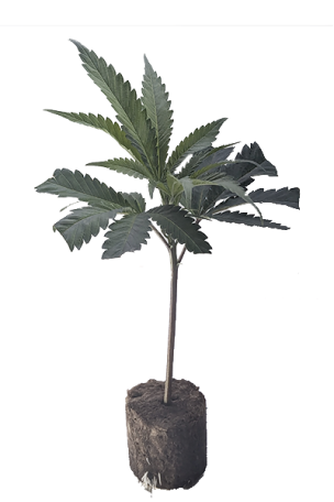 (image for) Studio 54 - Original DEO Farm's Wizard Trees Cut - hybrid