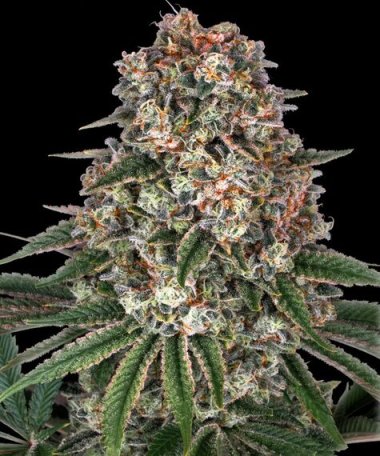 (Bild für) Tropicanna Banana Feminised Seeds