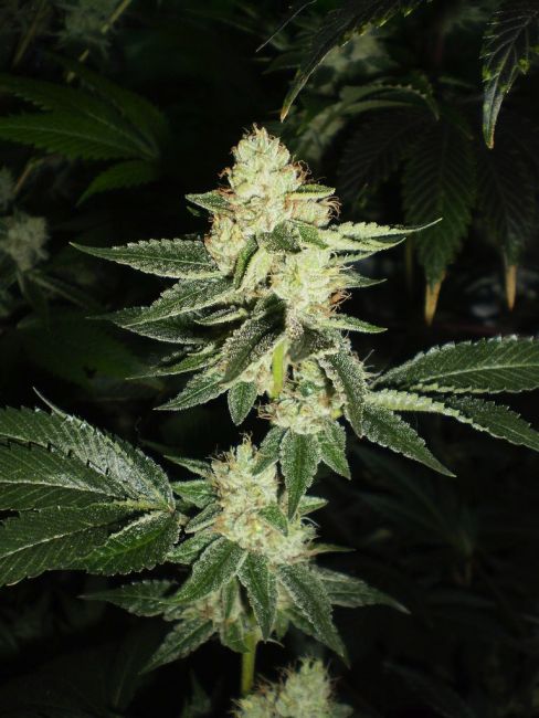 Louis XIII OG Feminised Seeds - 6