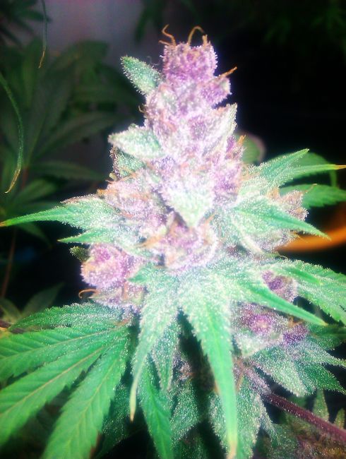 Grape Kush Feminised Seeds - 6
