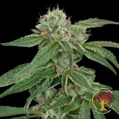 Crockett'S Confidential Regular Seeds - 12