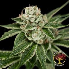 Crockett'S Dawg Regular Seeds - 12
