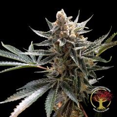 Crockett'S Tangie Regular Seeds - 12