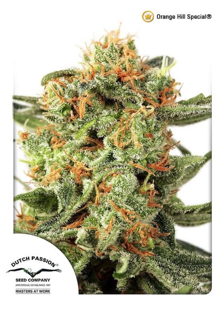 Orange Hill Special Regular Seeds - 10