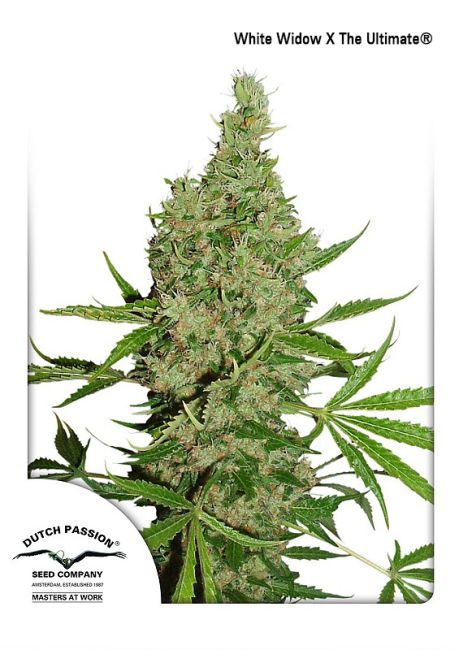 White Widow X The Ultimate Regular Seeds - 10