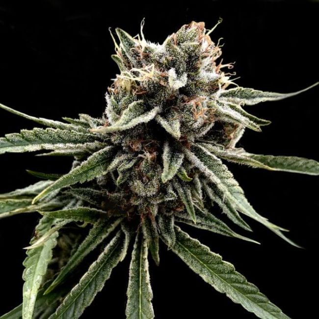 Sour Strawberries Regular Seeds (Crockett Family Farms) - 12