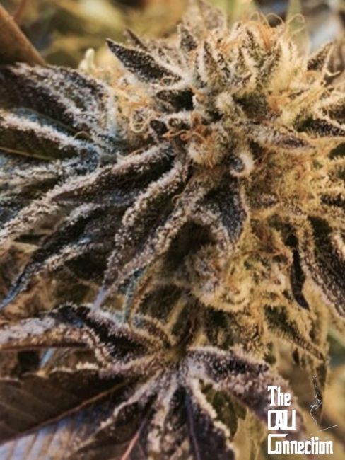 Corleone Kush Feminised Seeds - 6