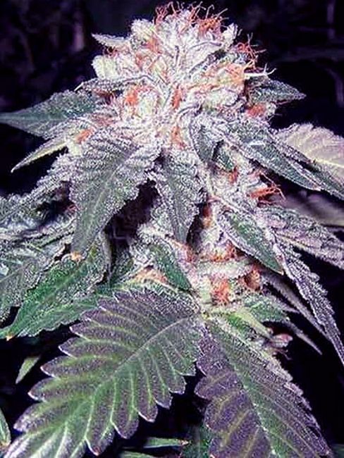 Julius Caesar Feminised Seeds - 6