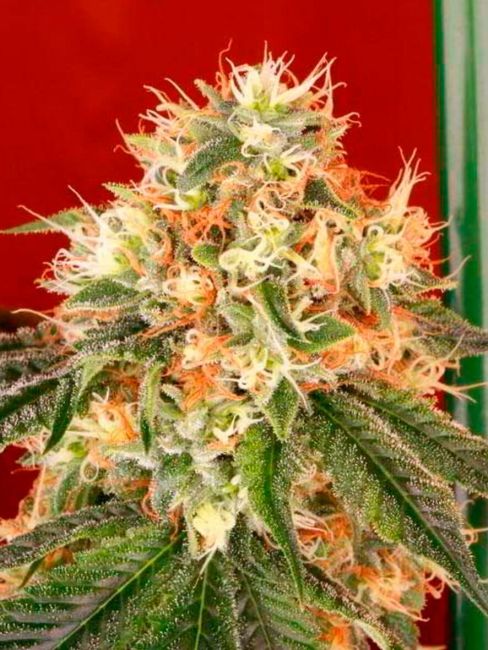Deadhead OG Auto Feminised Seeds - 6