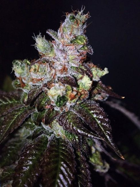 Island Punch Auto Feminised Seeds - 6