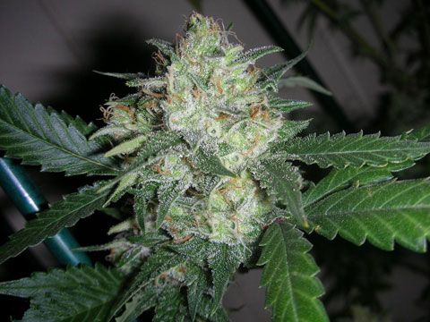 OGiesel Regular Seeds