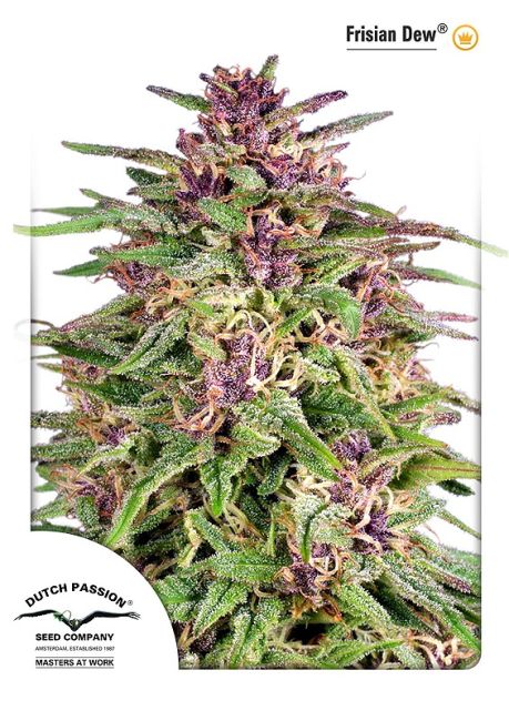 Frisian Dew Feminised Seeds