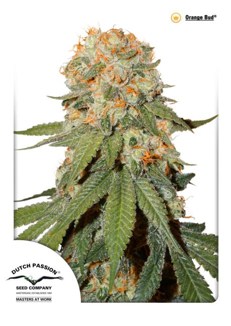 Orange Bud Feminised Seeds