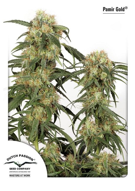 Pamir Gold Feminised Seeds