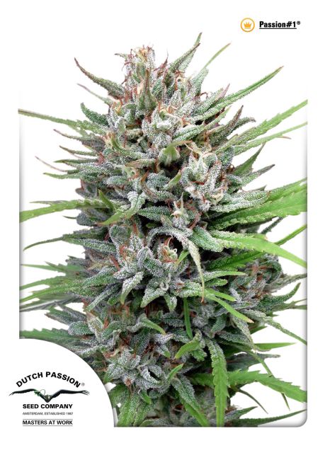 Passion #1 Feminised Seeds