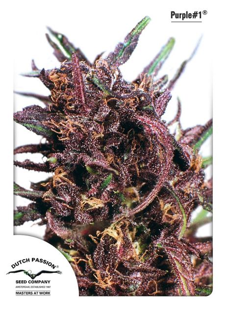 Purple #1 Feminised Seeds