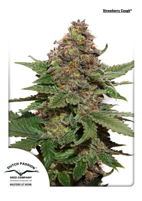 Strawberry Cough Feminised Seeds