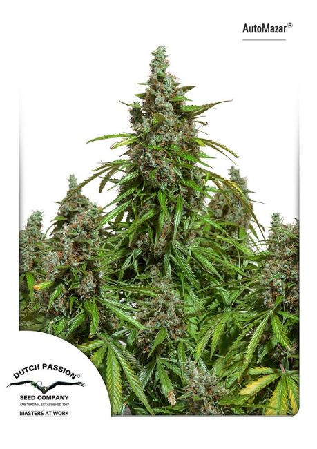 Mazar Auto Feminised Seeds