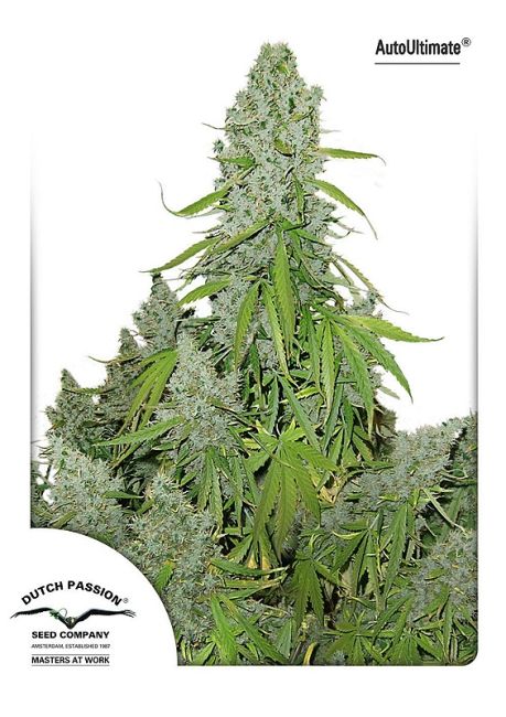 Ultimate Auto Feminised Seeds