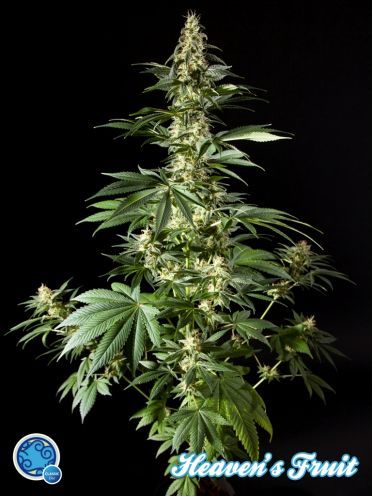 Diesel Tangie (Formerly Heaven'S Fruit) Feminised Seeds