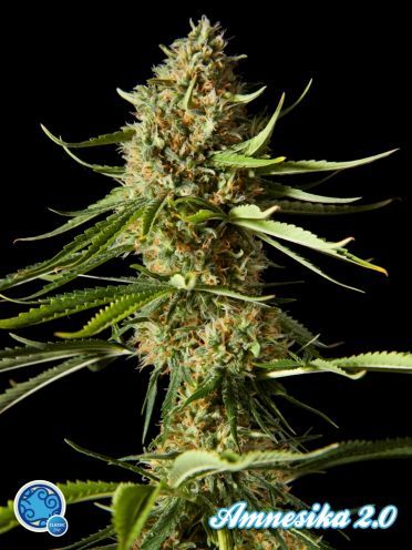 Amnesika 2.0 Feminised Seeds