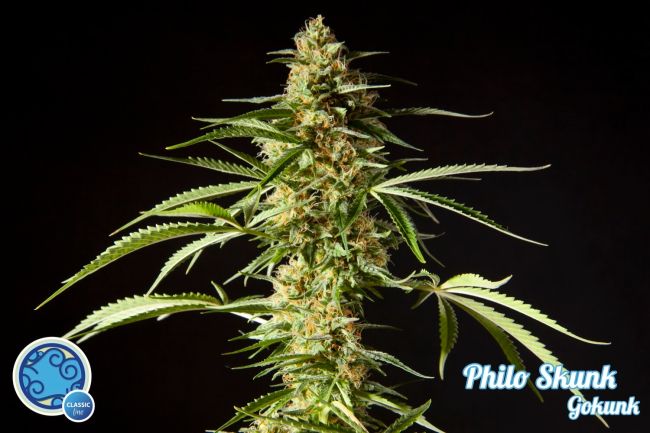 Philo Skunk Feminised Seeds