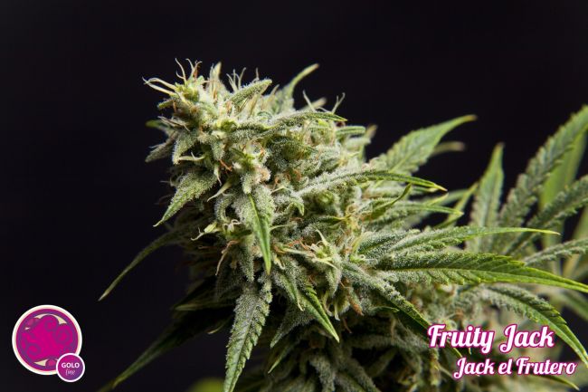 Fruity Jack Feminised Seeds