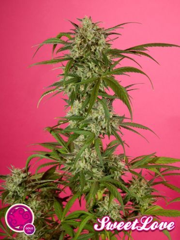 SweetLove Feminised Seeds