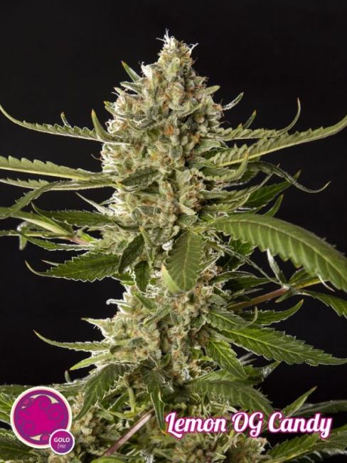Lemon OG Candy Feminised Seeds