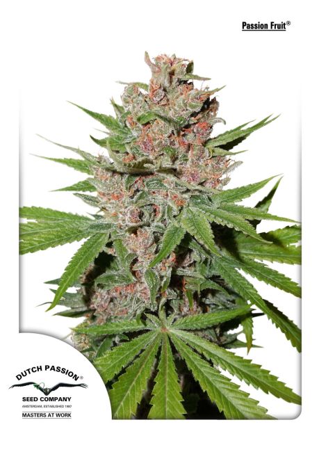 Passion Fruit Feminised Seeds