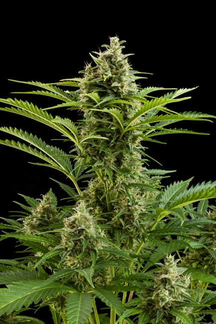 Vesta Auto Feminised Seeds