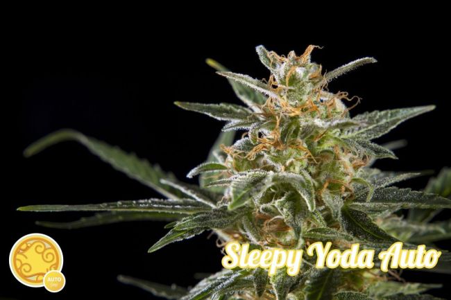 Sleepy Yoda Auto Feminised Seeds