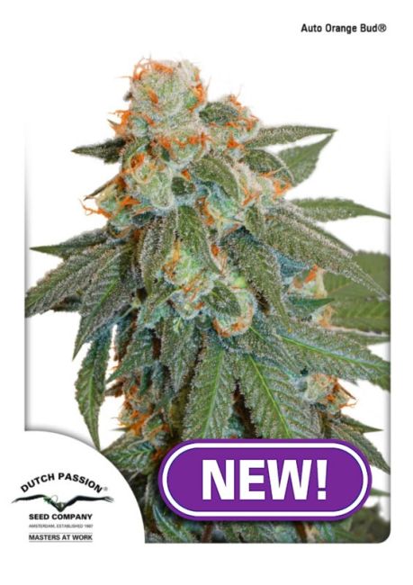 Orange Bud Auto Feminised Seeds