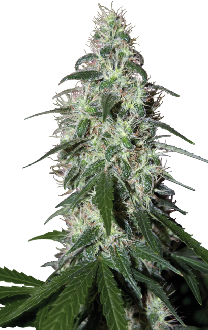 Pulsar Feminised Seeds