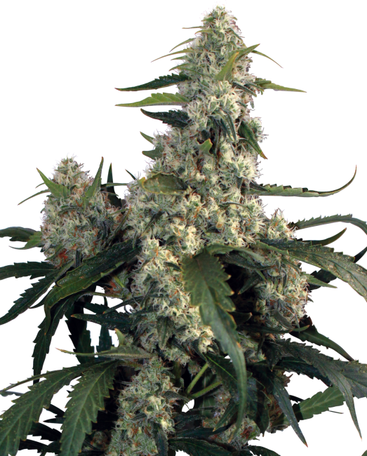 Quasar Feminised Seeds
