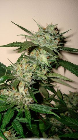 Sleestack X Skunk Regular Seeds