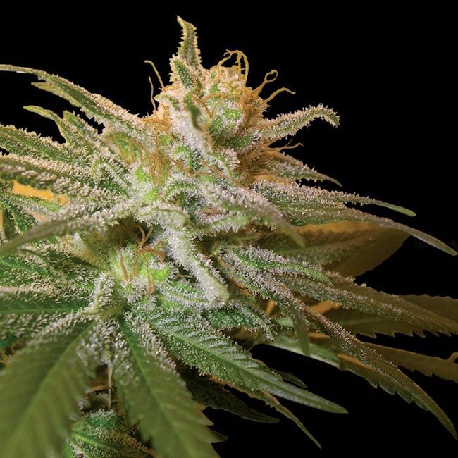 Kushberry Feminised Seeds