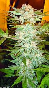 Stacked Kush Feminised Seeds