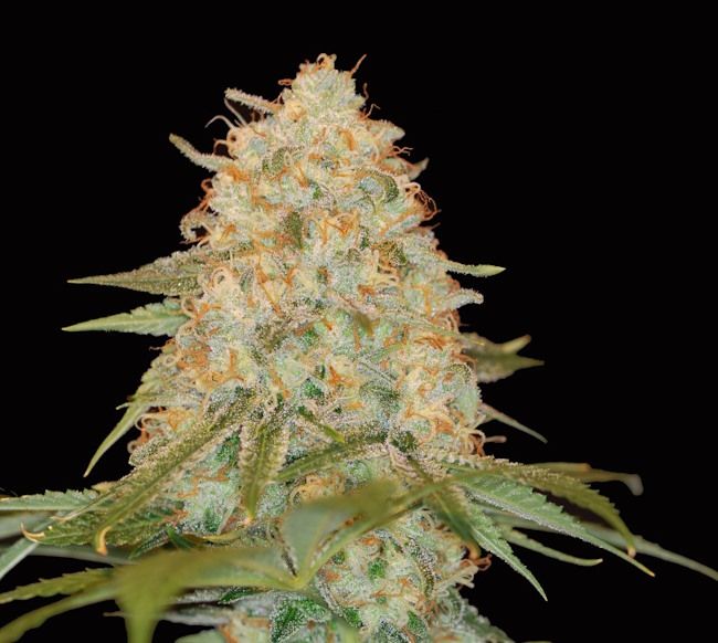 LA Chocolat Feminised Seeds