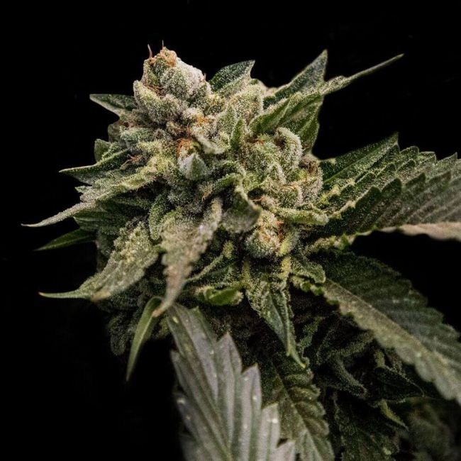 Strawberry Sorbet Feminised Seeds (Sorbet Collection)