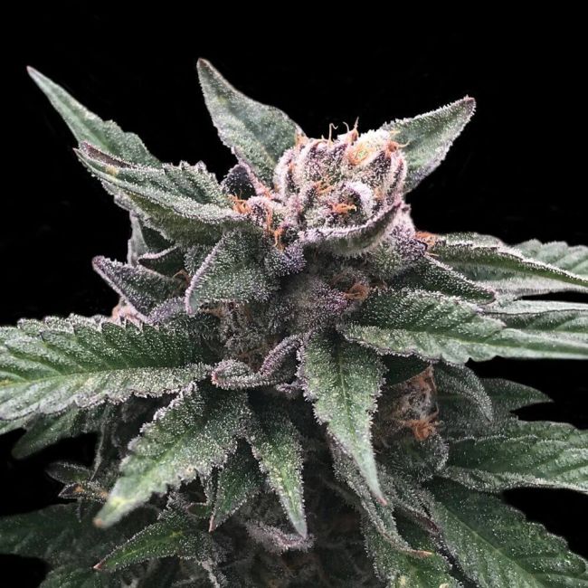 Triple Scoop Feminised Seeds (Sorbet Collection)