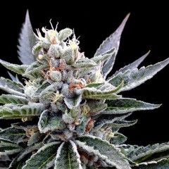 Florida Gold Feminised Seeds
