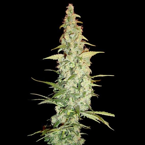 Cole Train Feminised Seeds