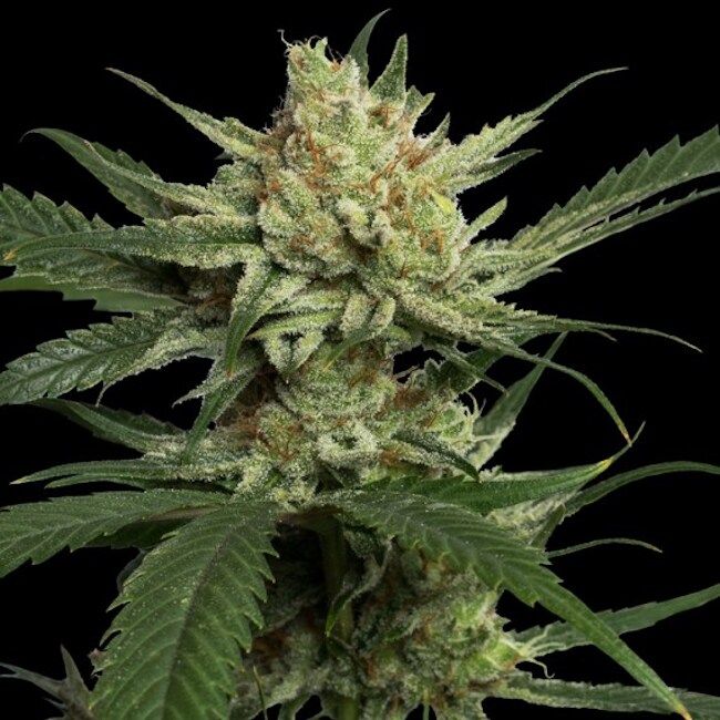 Strawberry Banana Feminised Seeds